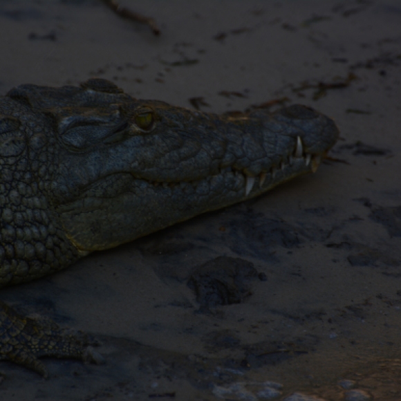 A toothy grin from our croc.