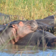Hippos nap during the day.