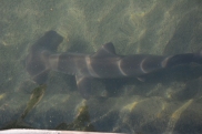 There were young hammerhead sharks in the tanks when we were there.