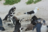 The penguins were quite aggressive about chasing this seagull away from their nests.